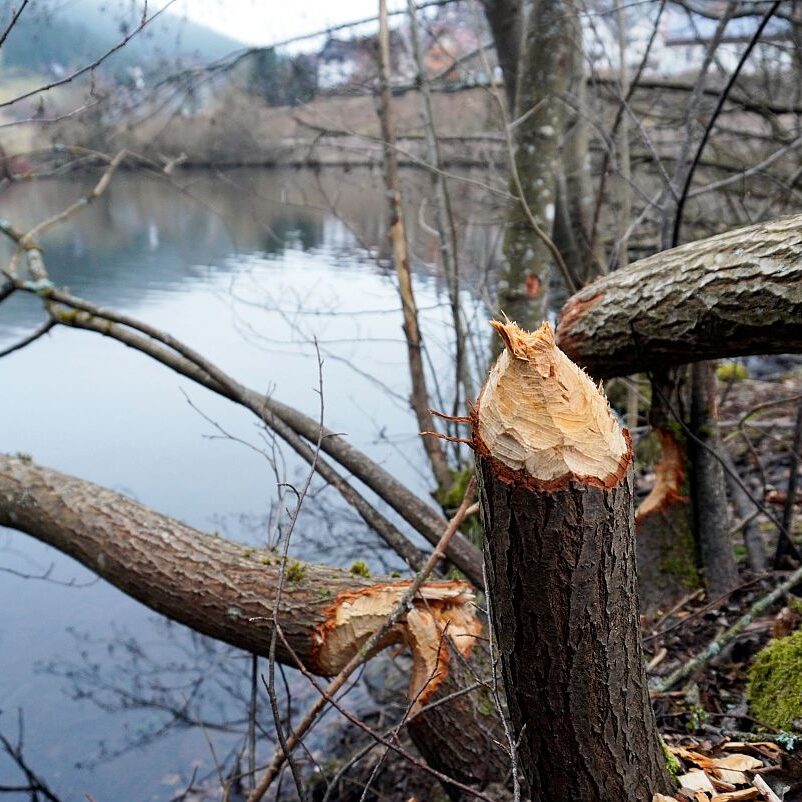 Biber in Tennenbronn 3