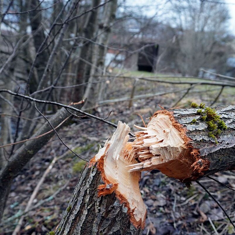 Biber in Tennenbronn 4