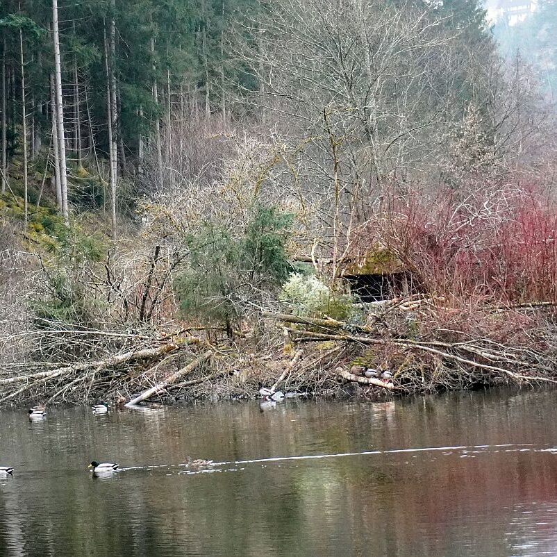 Biber in Tennenbronn 5