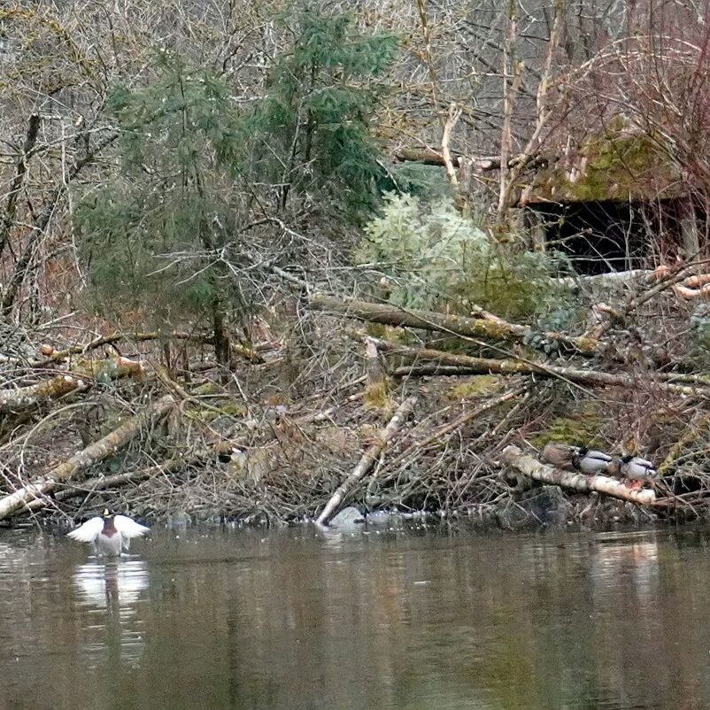 Biber in Tennenbronn 6