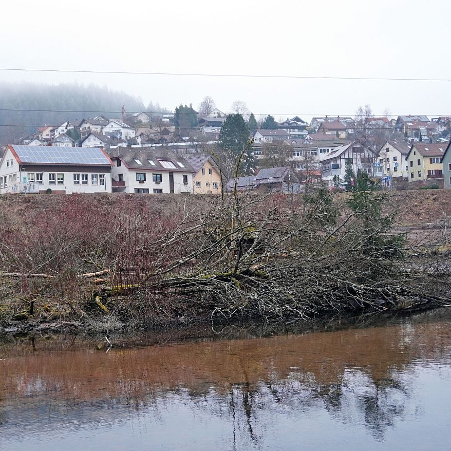 Biber in Tennenbronn 7