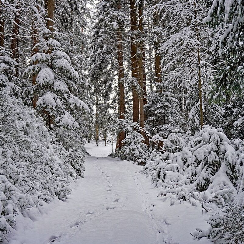 Schnee Tennenbronn 04