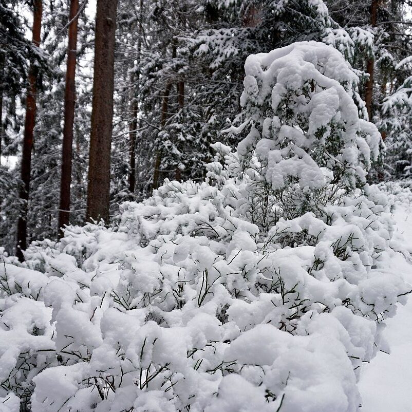 Schnee Tennenbronn 05