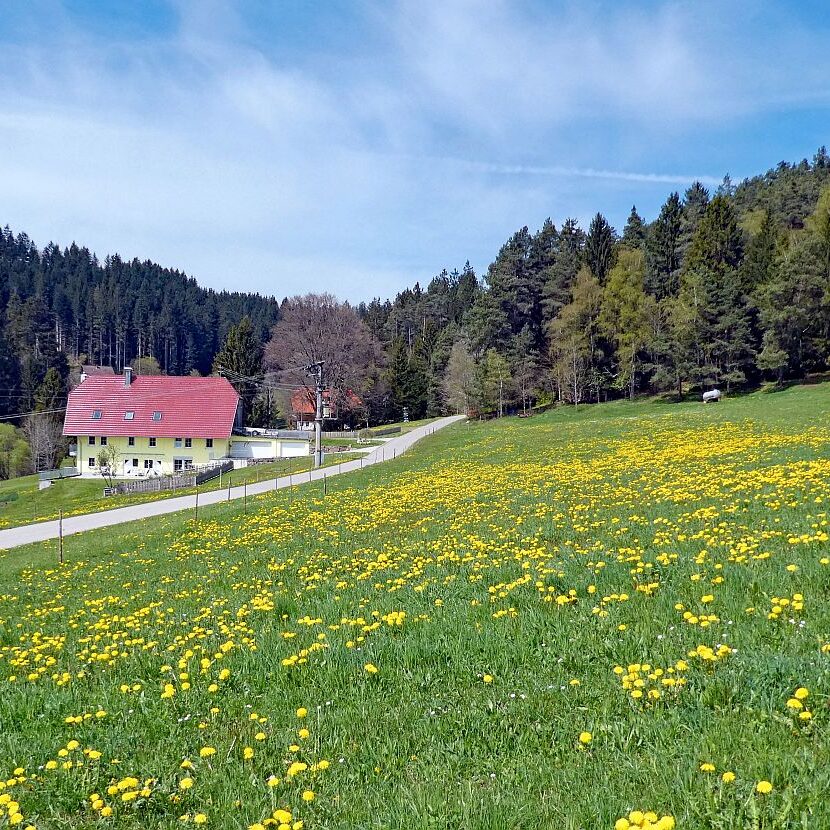 Dorfblickrunde Tennenbronn 11