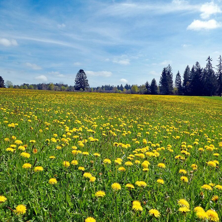 Dorfblickrunde Tennenbronn 12