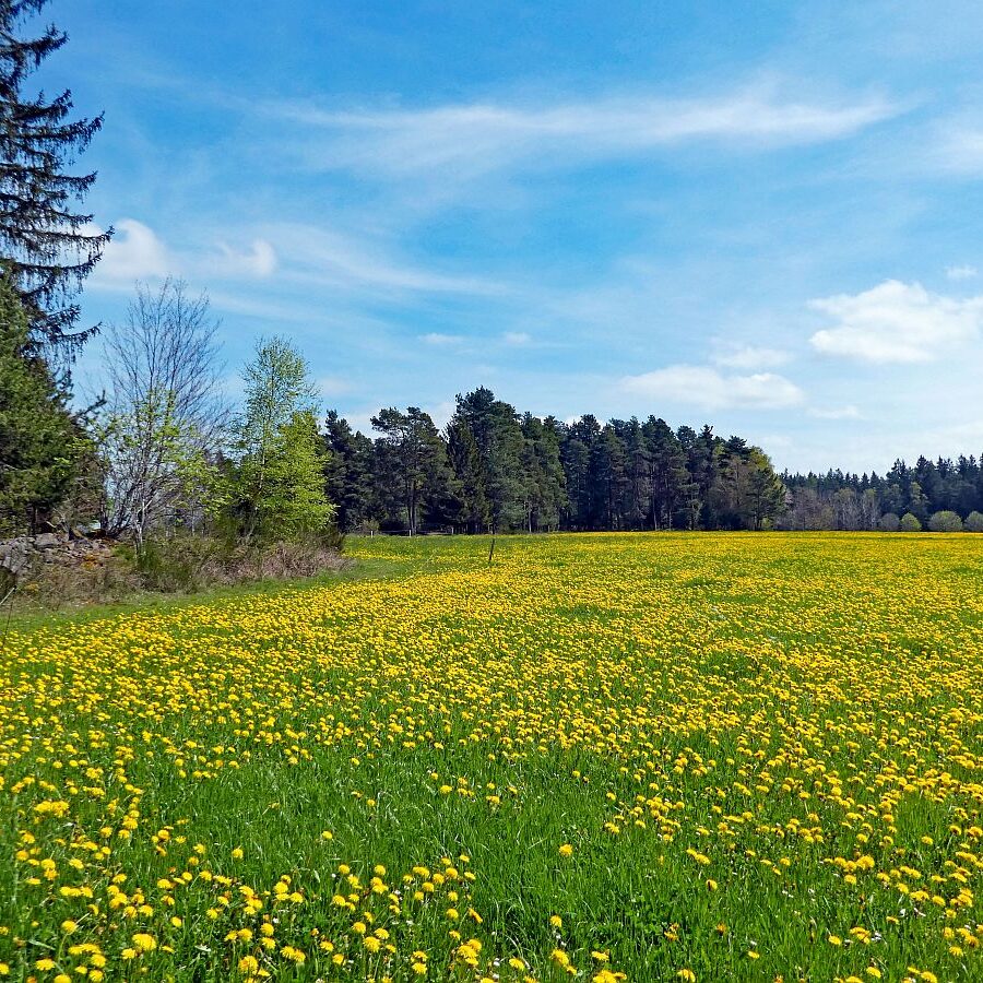 Dorfblickrunde Tennenbronn 14