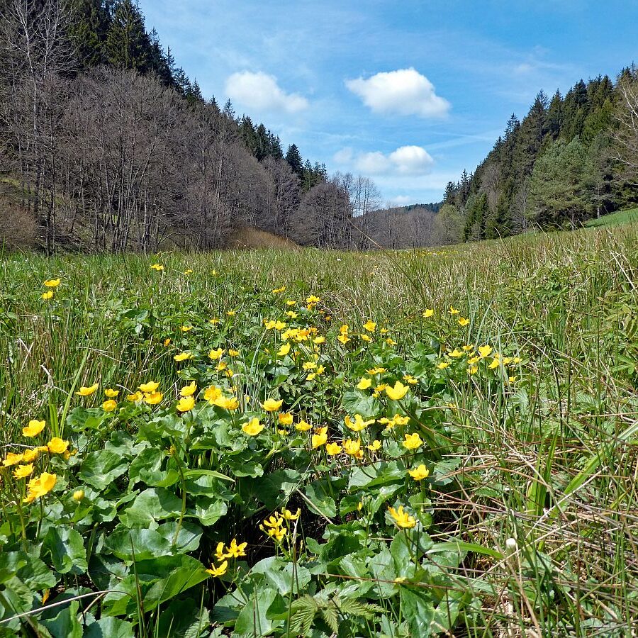 Dorfblickrunde Tennenbronn 18