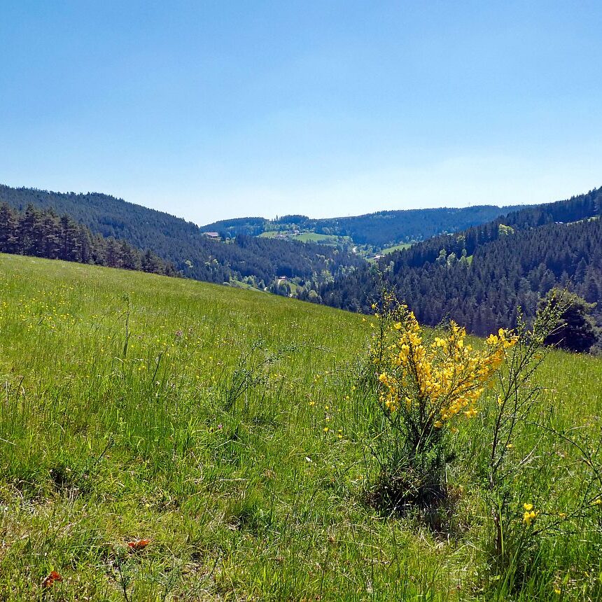 Auerhahnweg Tennenbronn 01