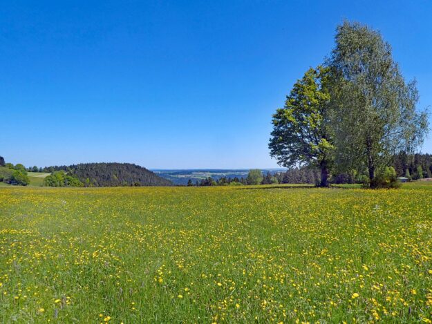 Auerhahnweg Tennenbronn 06 Auerhahnweg Tennenbronn 06