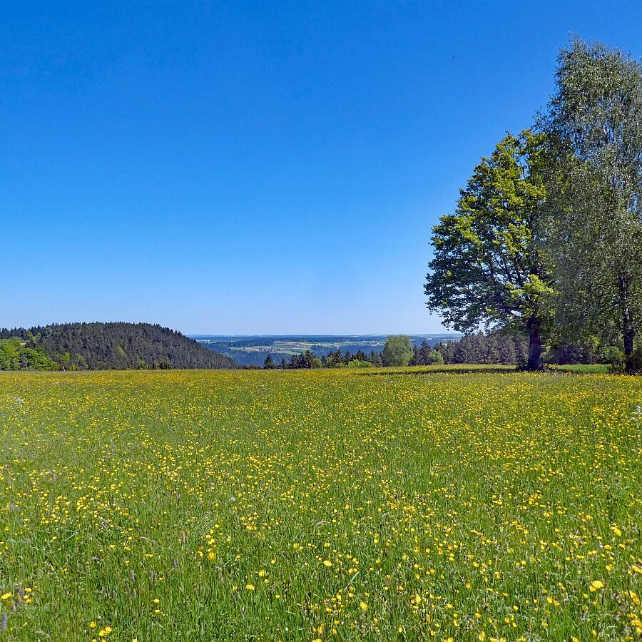 Auerhahnweg Tennenbronn 06