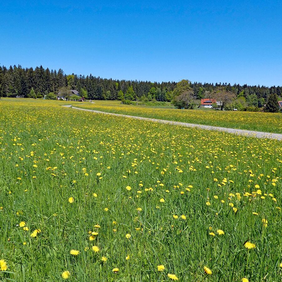 Auerhahnweg Tennenbronn 07