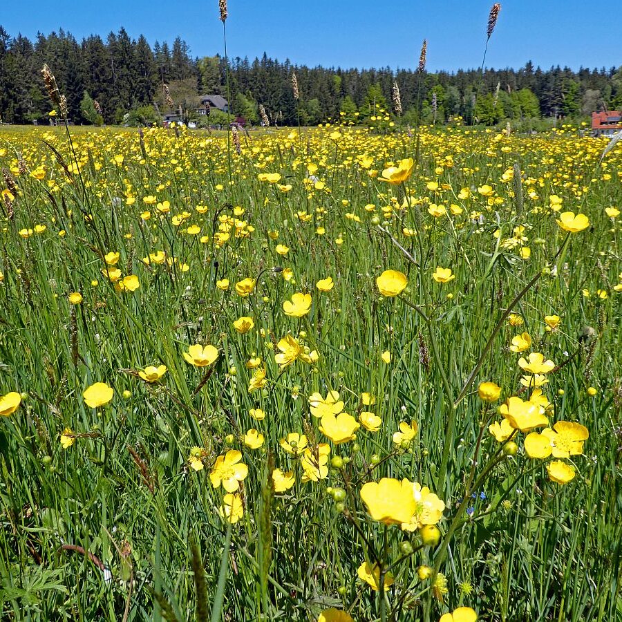 Auerhahnweg Tennenbronn 08
