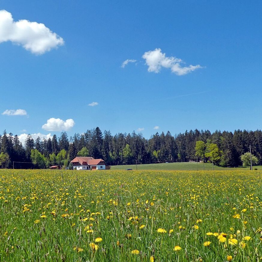 Auerhahnweg Tennenbronn 11