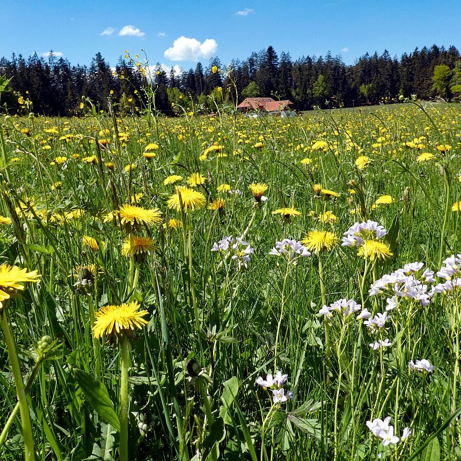 Auerhahnweg Tennenbronn 12