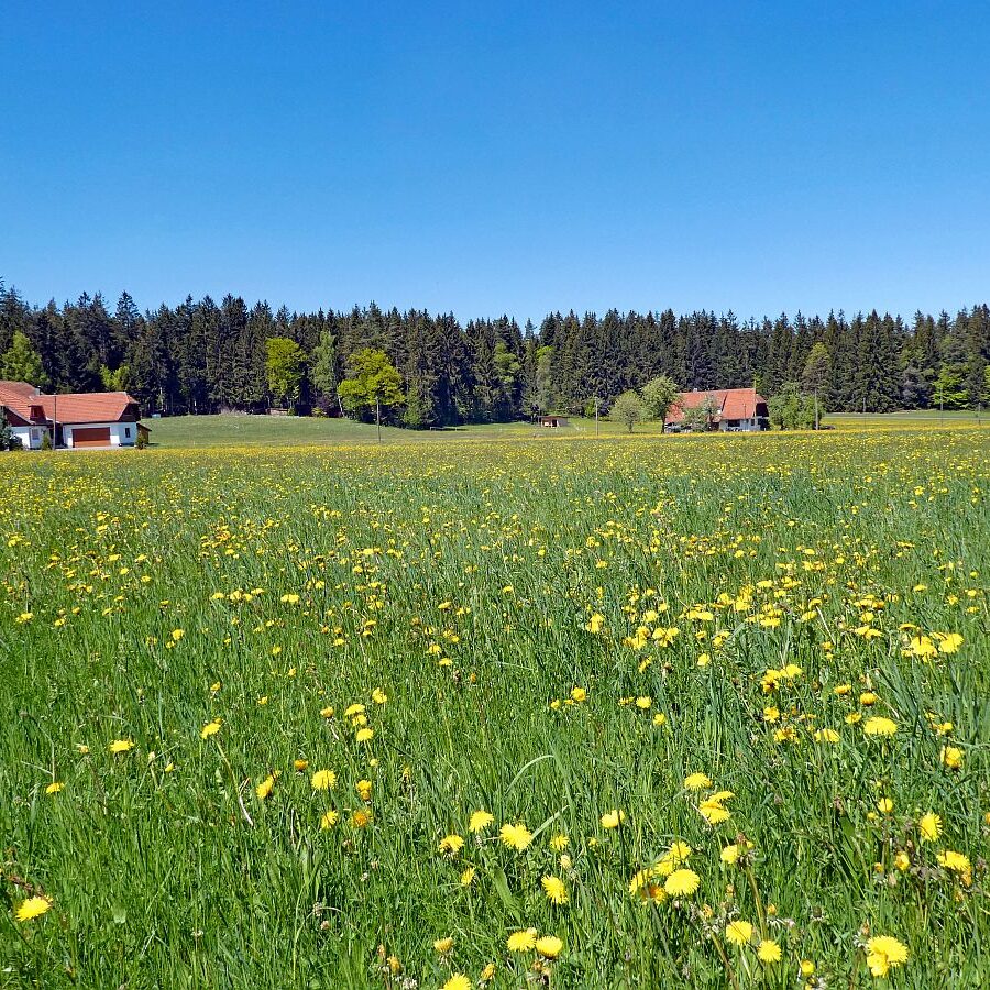 Auerhahnweg Tennenbronn 13