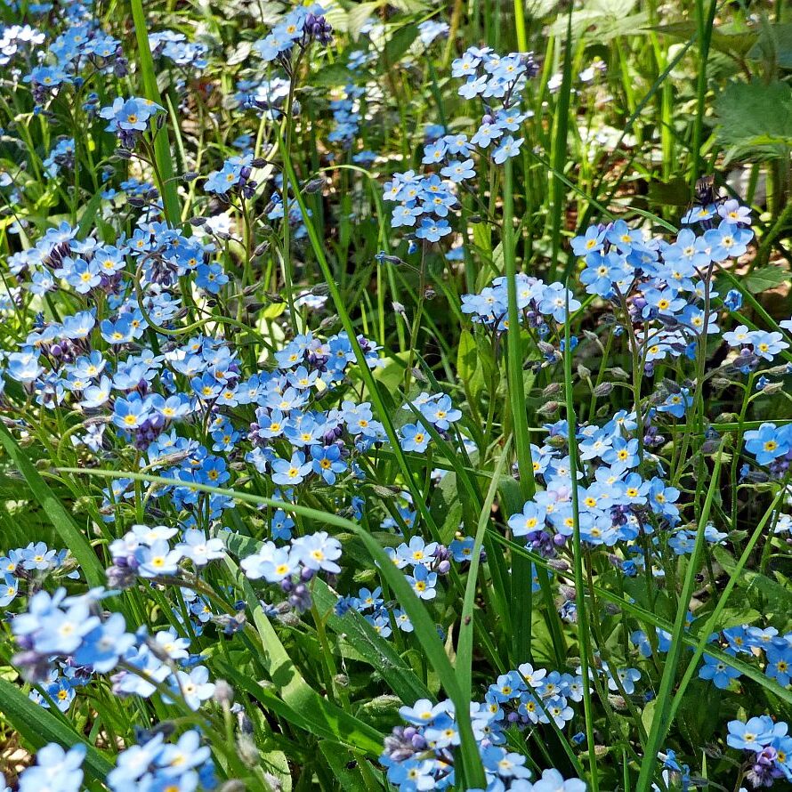 Auerhahnweg Tennenbronn 14