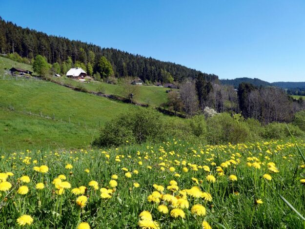 Löwenzahn Mittelberg Hub 05 Löwenzahn Mittelberg Hub 05