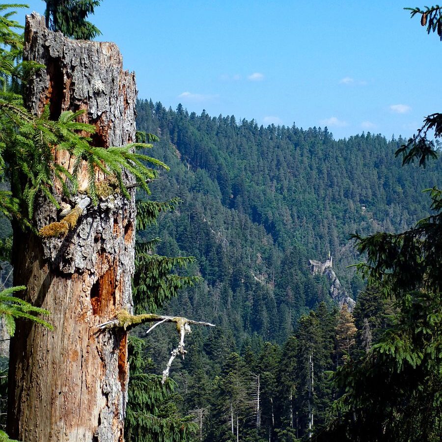 Berneck Tennenbronn 07