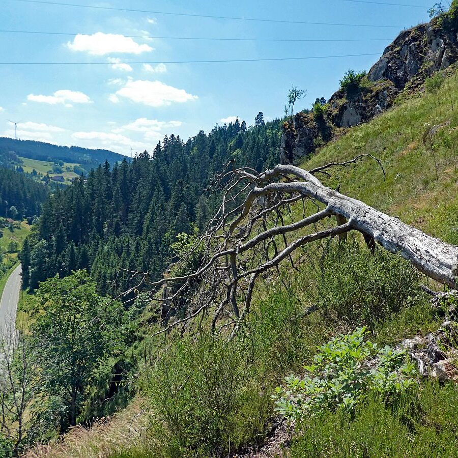 Berneck Tennenbronn 15