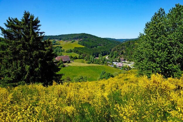 Ginster Altenburg 09 Ginster Altenburg 09