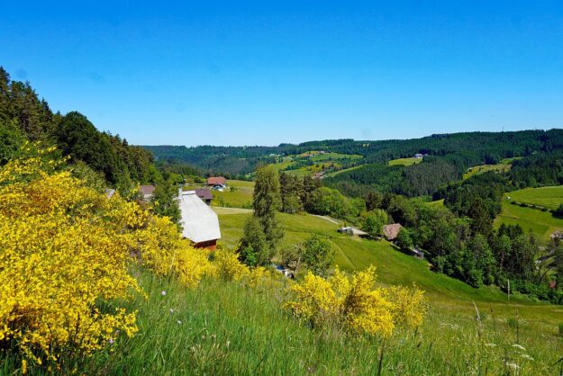 Ginster Tennenbronn 13 Ginster Tennenbronn 13