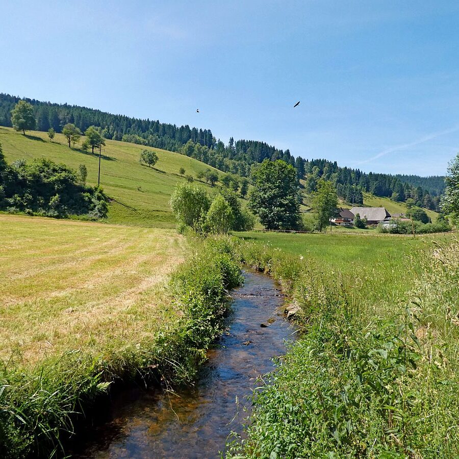 Mooshof Schwarz Dobel 01