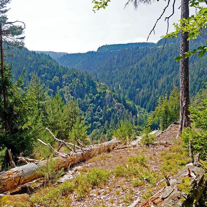 Berneck Tischneck 05