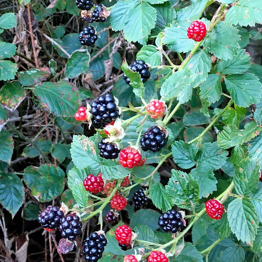 Brombeeren 1