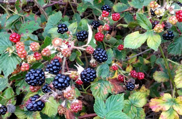 Brombeeren 2 Brombeeren 2