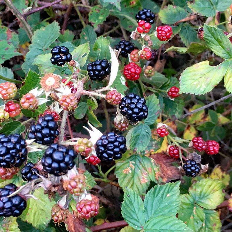 Brombeeren 2