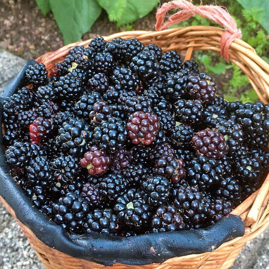 Brombeeren 4