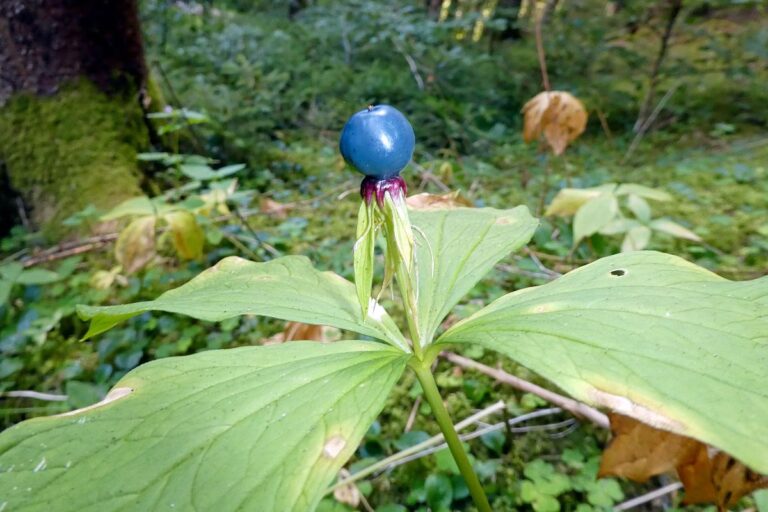 Einbeeren 4 Einbeeren 4