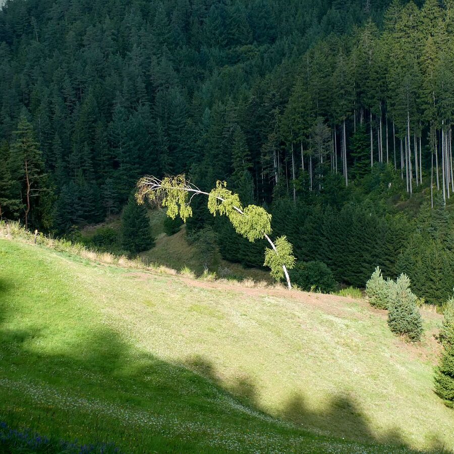 Mittelberg Linde Tennenbronn 6