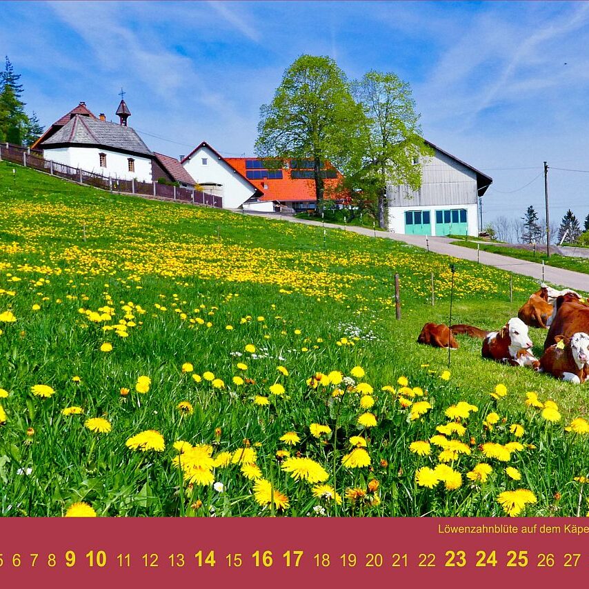 05 Kaepellehof Loewenzahn