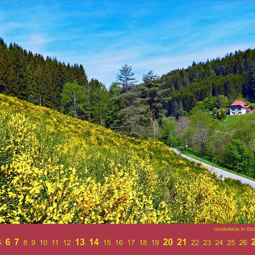 06 Eichbach Ginsterbluete