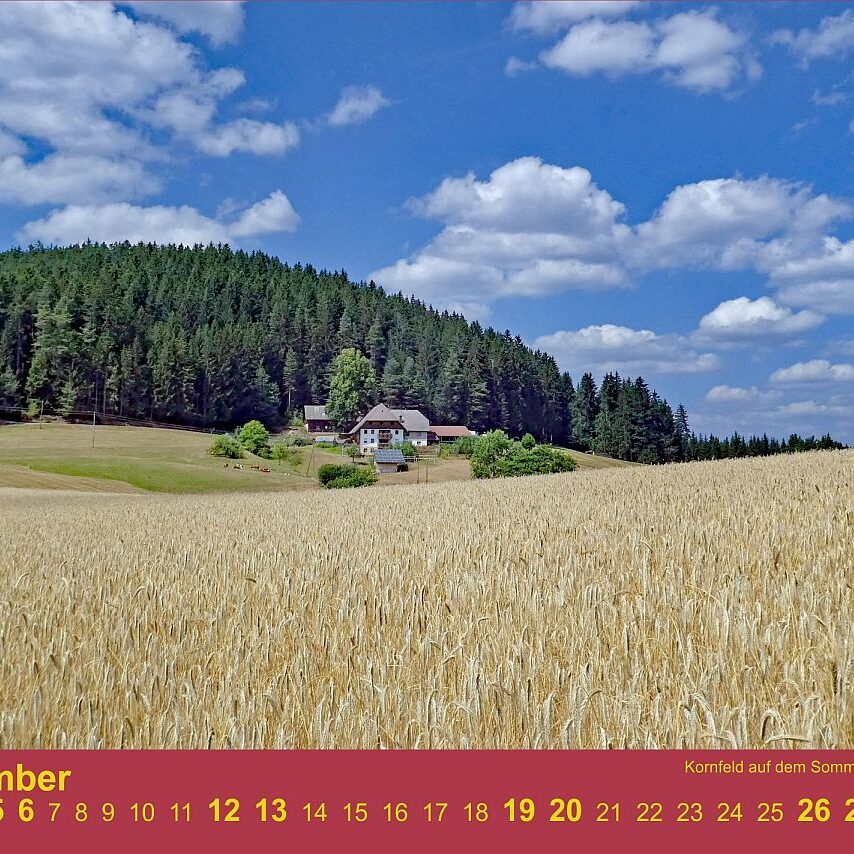 09 Sommerberg Kornfeld