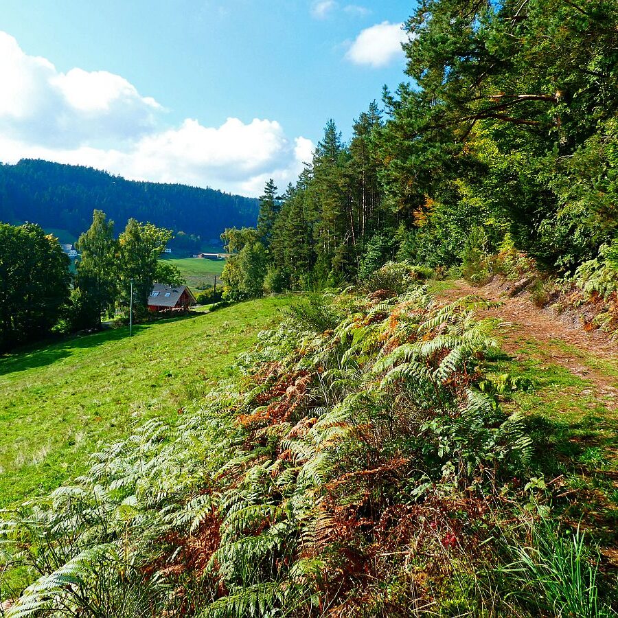 Schmetterlingspfad 4