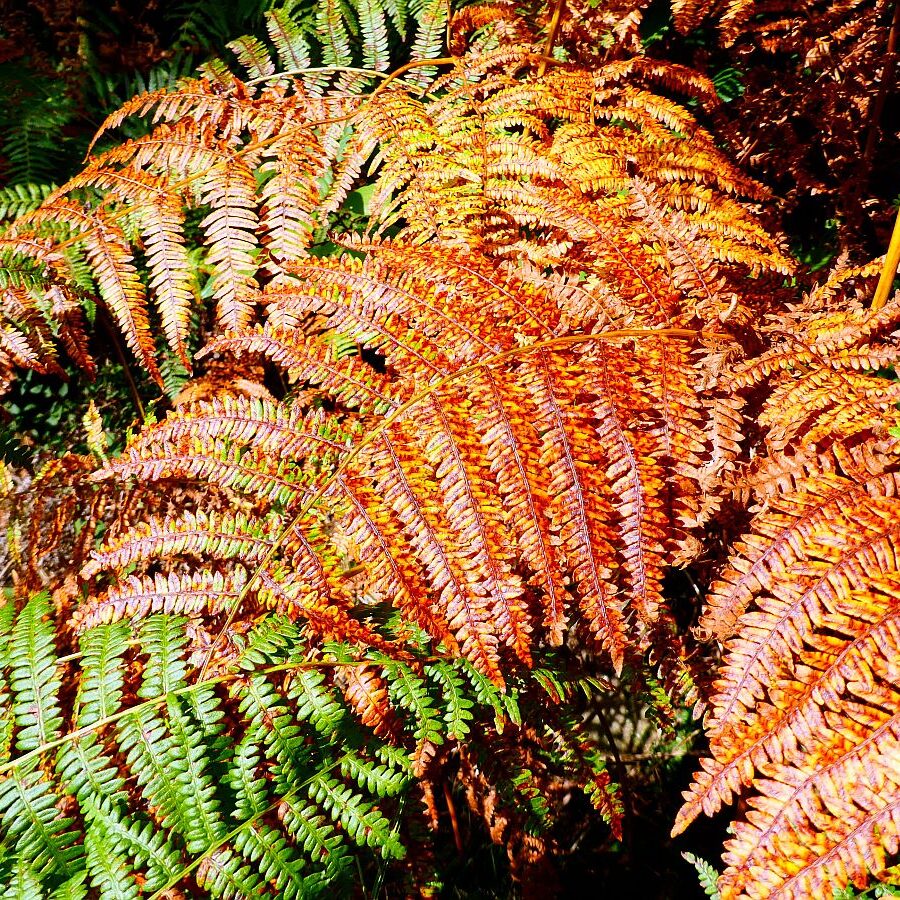 Schmetterlingspfad 5