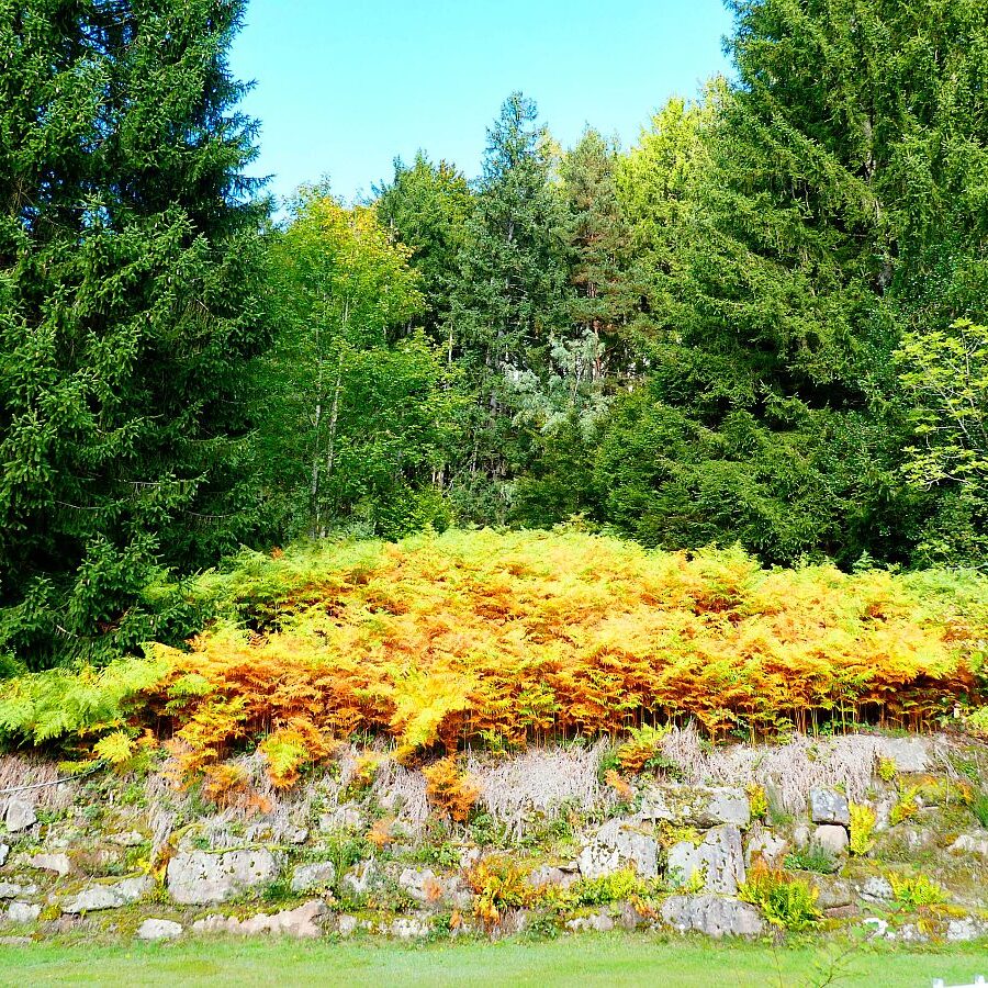 Schmetterlingspfad 6