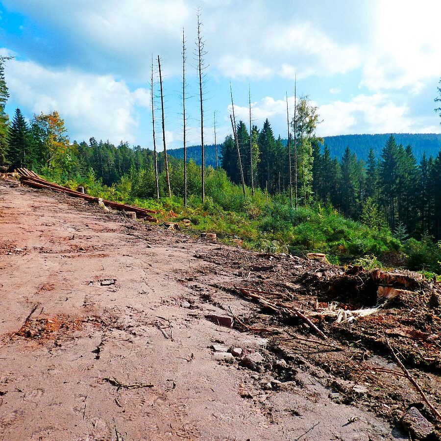 Schmetterlingspfad 7