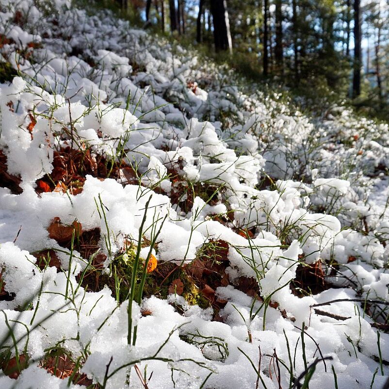 Winter Sommermoos Bühl 01