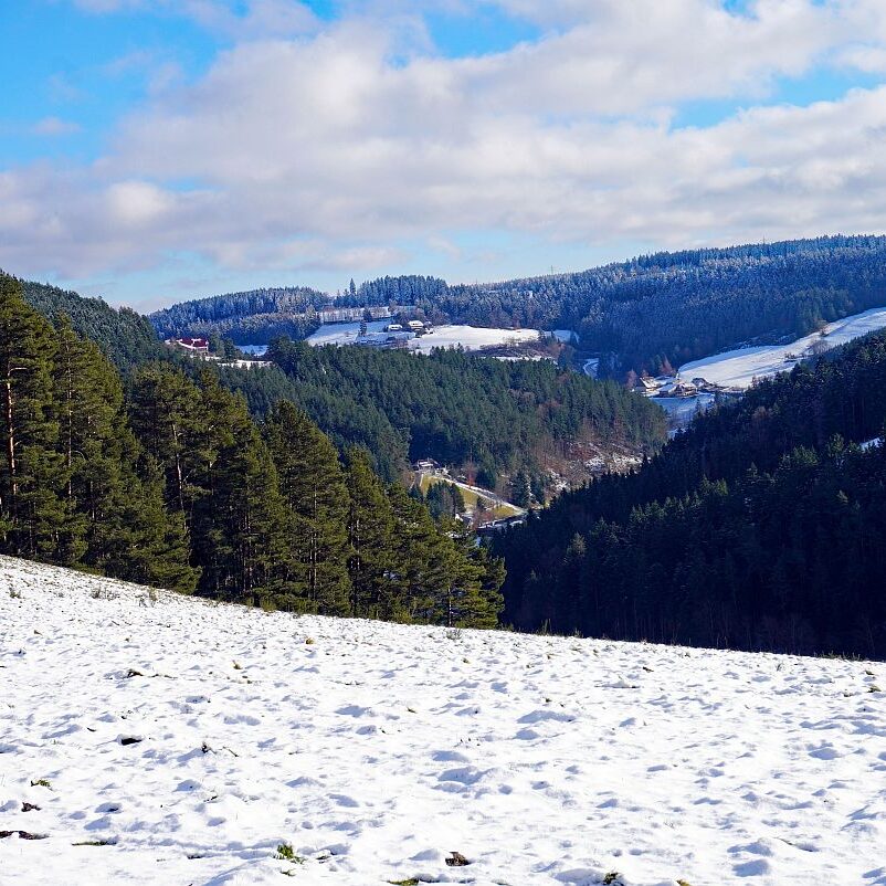 Winter Sommermoos Bühl 04