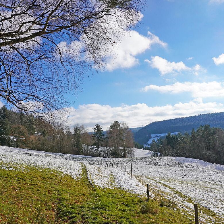 Winter Sommermoos Bühl 09