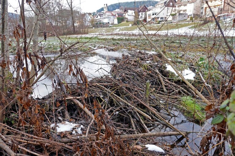 Biber Tennenbronn 02 Biber Tennenbronn 02