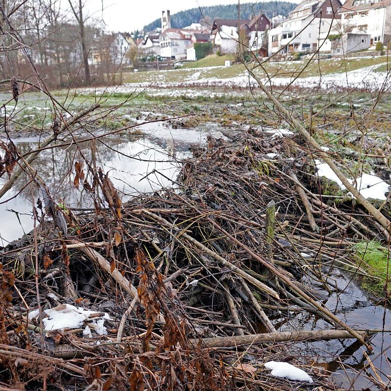 Biber Tennenbronn 02