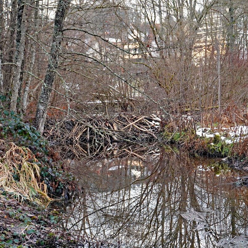 Biber Tennenbronn 03