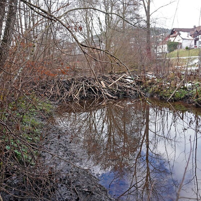 Biber Tennenbronn 04