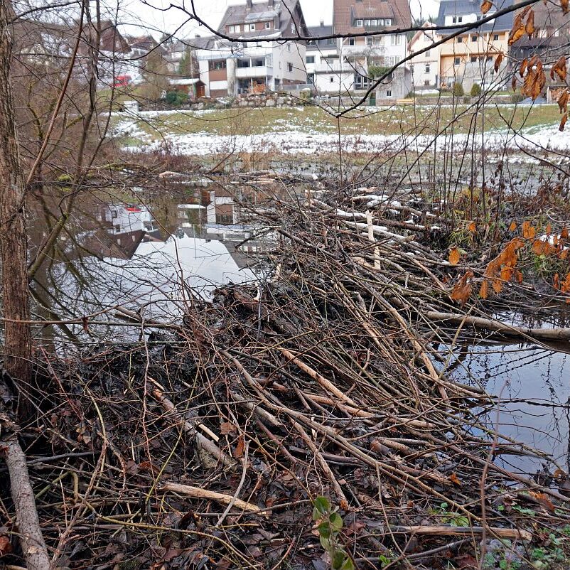 Biber Tennenbronn 05