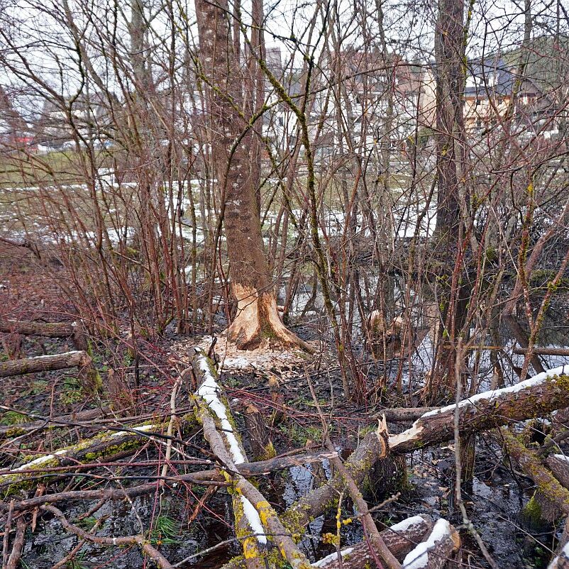 Biber Tennenbronn 06