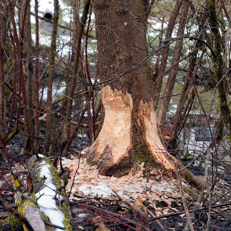 Biber Tennenbronn 07